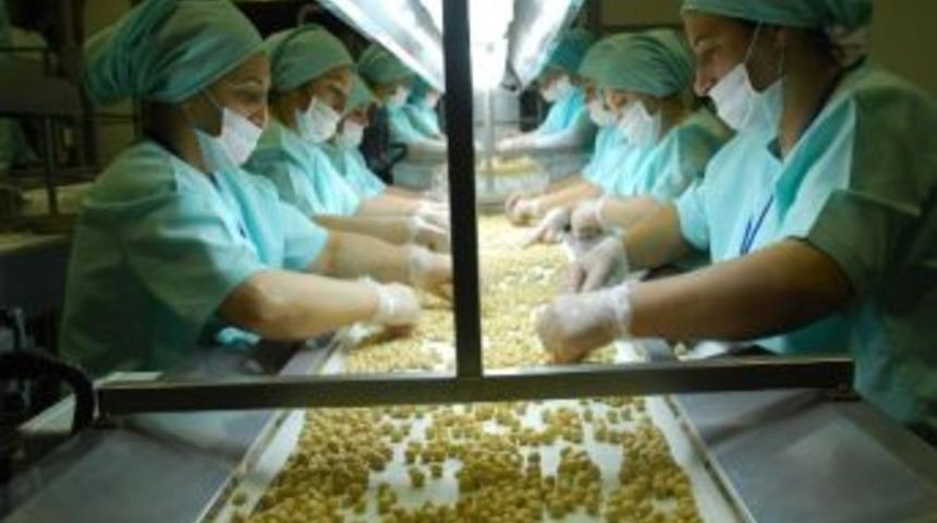 Fındık İhracatı Yıllık 250 Bin Civarında