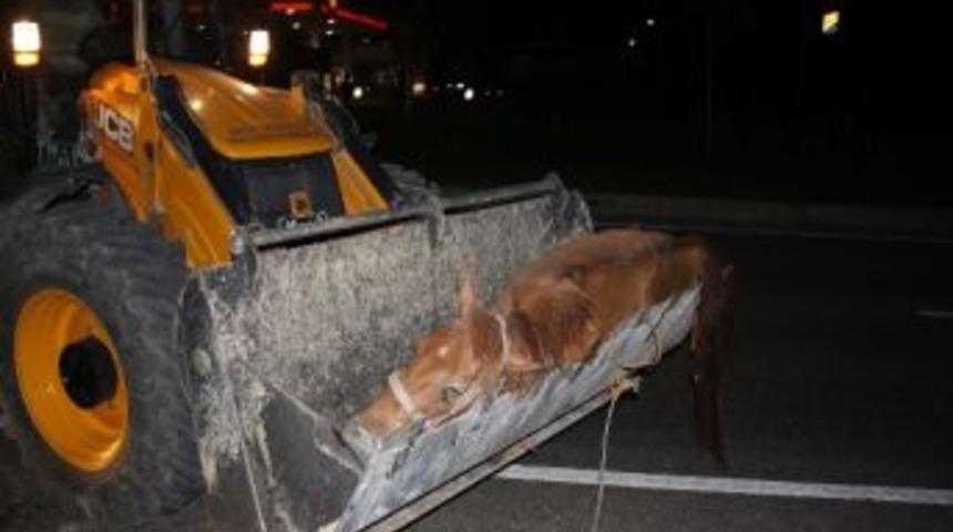 Otomobilin &Ccedil;arptığı At Telef Oldu