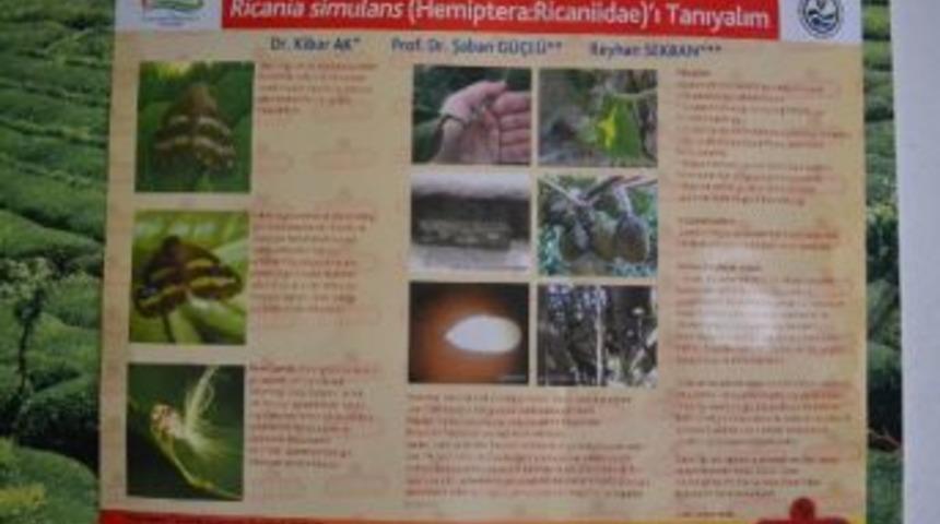 Rize&rsquo;de G&ouml;r&uuml;len Kelebek T&uuml;r&uuml; B&ouml;cek&rsquo;le M&uuml;cadele Başladı