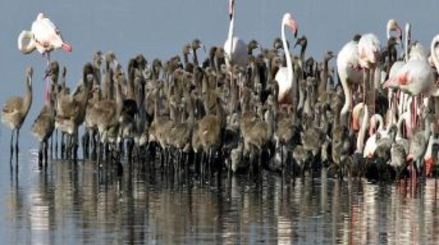 Flamingolar Yine İzmir Kuş Cenneti&rsquo;ni Se&ccedil;ti