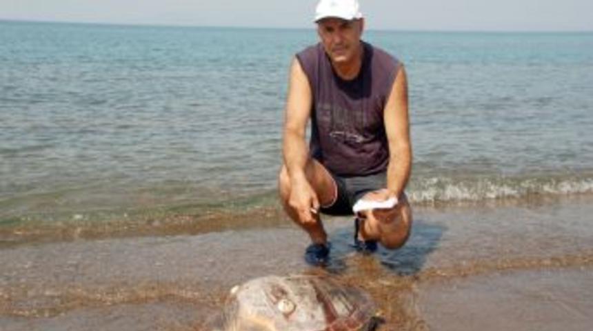 Yumurtalamak I&ccedil;in Dikili'yi Se&ccedil;en Caretta Caretta Ağlara Takılarak &Ouml;ld&uuml;