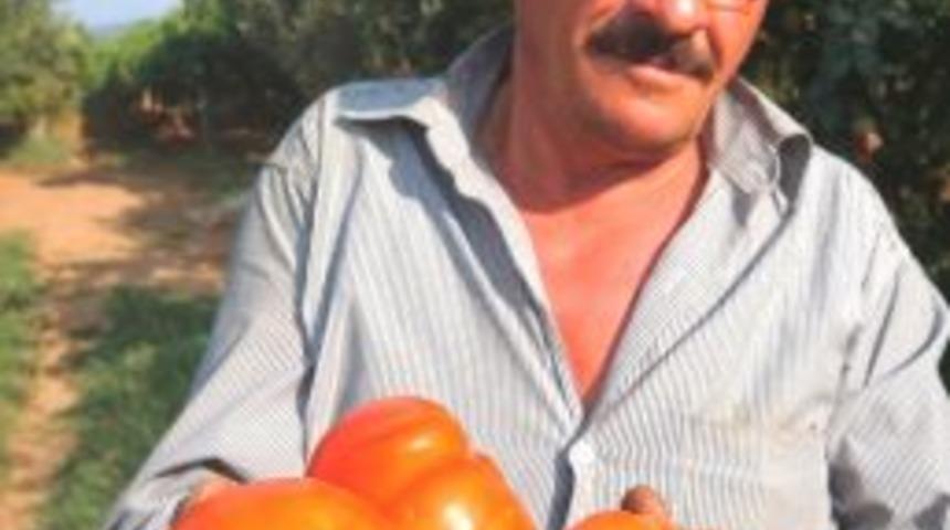 Sarıg&ouml;ll&uuml; &Ccedil;ift&ccedil;inin 400 Gramlık Domatesi İlgi Odağı Oldu