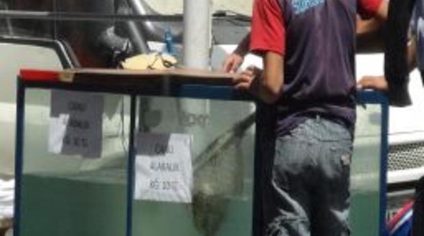 Sırt &Uuml;st&uuml; Y&uuml;zen Alabalıkları G&ouml;renler D&ouml;n&uuml;p Bir Daha Baktı