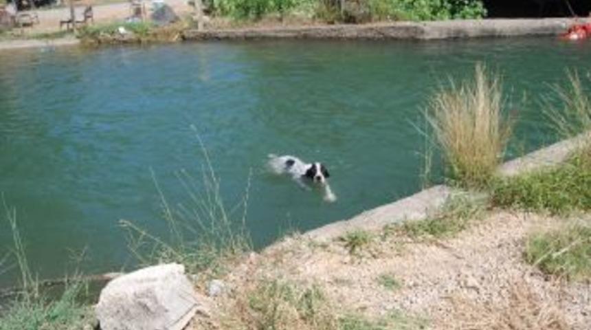 Sokak K&ouml;peğinin Serinleme Keyfi