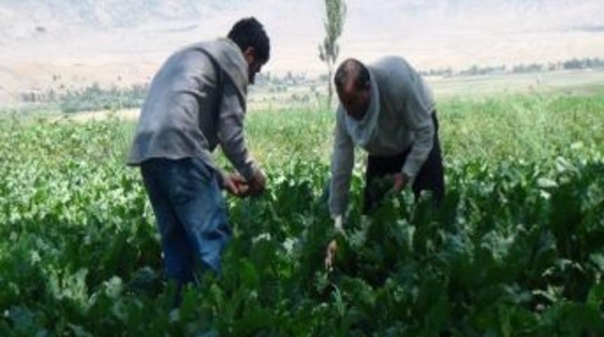 Bitlis&rsquo;teki Şeker Pancarı &Uuml;reticileri Mahsulden Memnun