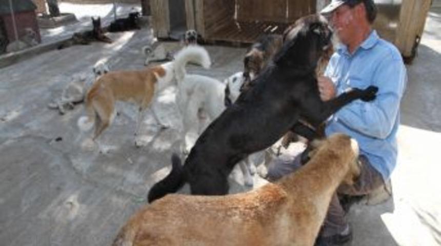 Karşıyaka Belediyesi Can Dostlarına Sanal Alem &Uuml;zerinden Yuva Buluyor