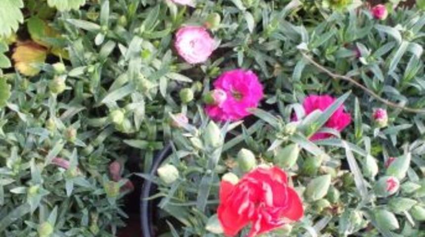 Malkara&rsquo;ya Sera &Ccedil;i&ccedil;ek&ccedil;iliği Ve Karanfil Yetiştirme Projesi