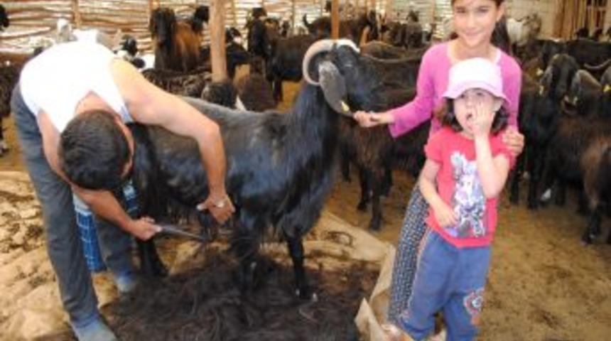 Y&ouml;r&uuml;kler Kıl Ke&ccedil;ilerinin Kıllarını &Ccedil;adır Yapıyor