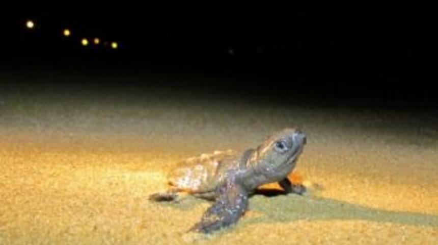 Kuşadası&rsquo;nda Caretta Caretta Yavrulamasında Rekor