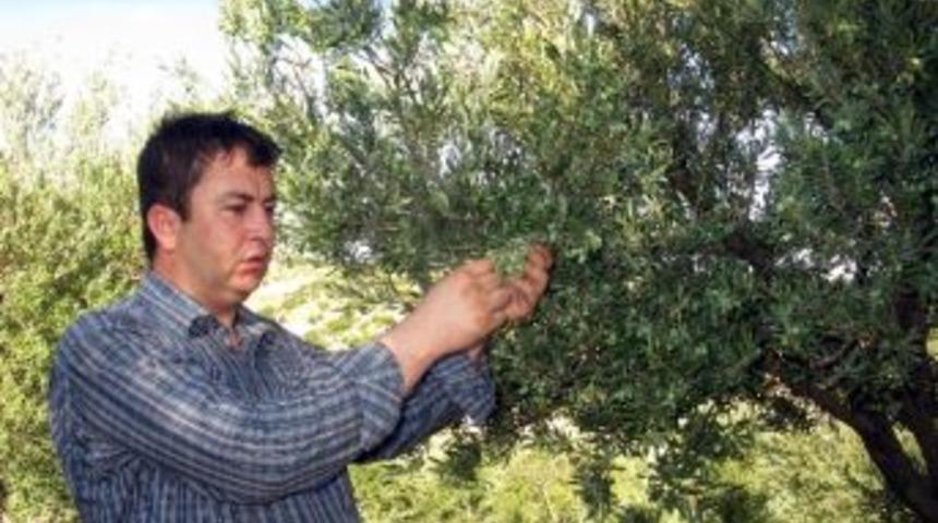 Her Derde Deva Zeytin Yağı