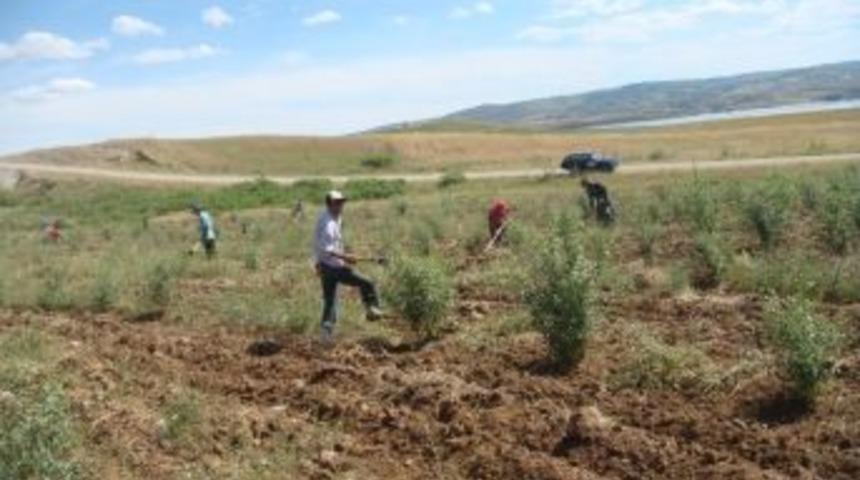 Batman Dsi Şubesi 100 Bin Adet Badem İle 40 Bin Adet Fıstık Fidanı Dikti