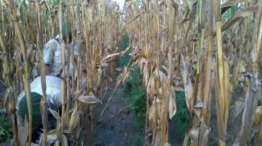 Tarsus&rsquo;ta Uyuşturucu Operasyonu