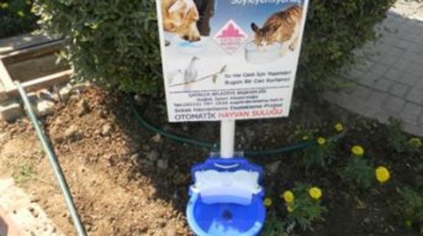 Otomatik hayvan suluğu kondu