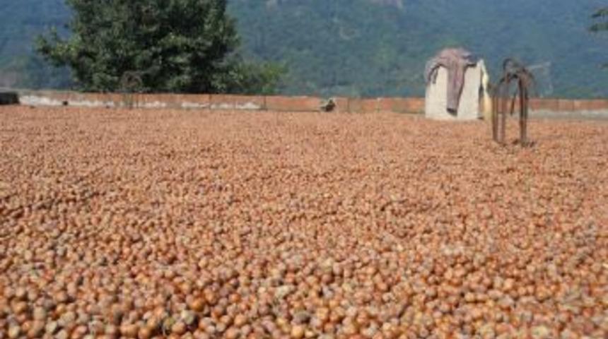 Fındık harmana indi