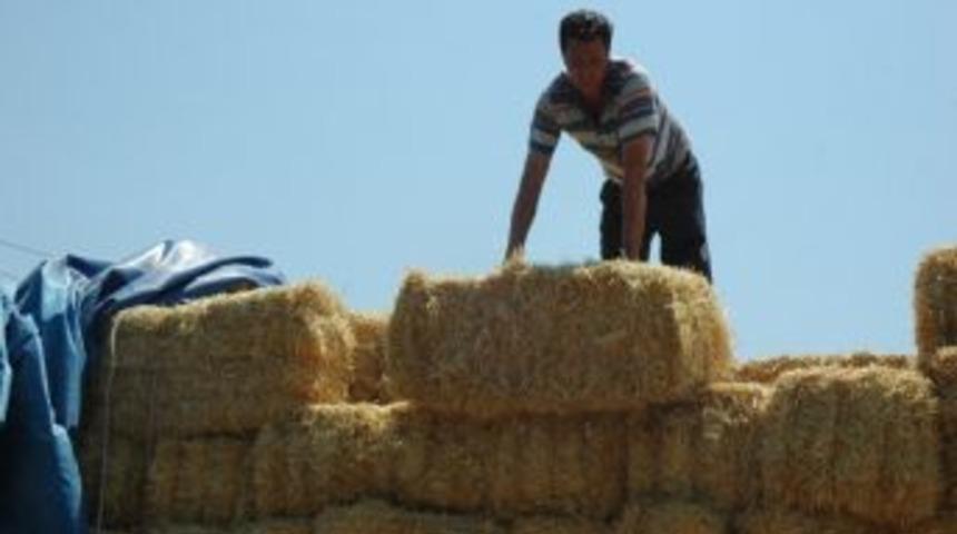 Saman Azlığı Hayvancılığı Vurdu