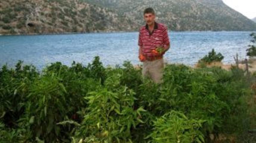 M&uuml;şterileri Sera &Uuml;r&uuml;n&uuml; Sebze Yemeyince Bah&ccedil;esinde Organik Sebze &Uuml;retmeye Başladı