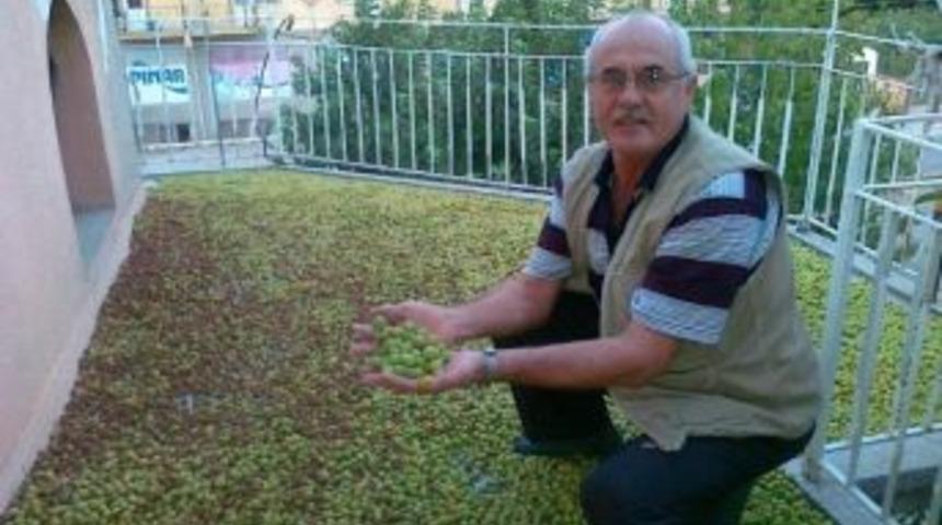 Hisarcık&rsquo;ta Yaban Eriği Bereketi