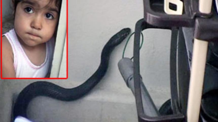 Eve 2 metrelik yılan girdi