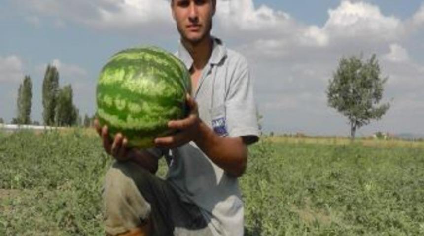 Beyşehir'de Yerli Karpuz Hasadı Başladı