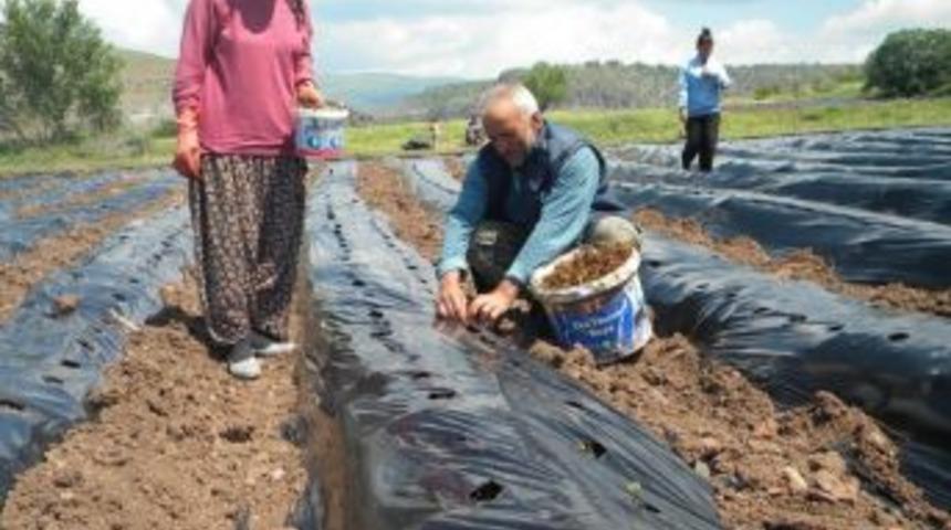 G&uuml;d&uuml;l &Ccedil;ileği &Ccedil;ok Yakında Sofraları S&uuml;sleyecek