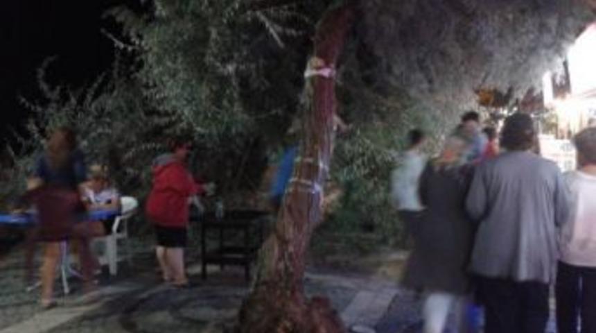 Avşa Adasında Fırtınaya Dayanamayan Ağa&ccedil;lar Devrildi