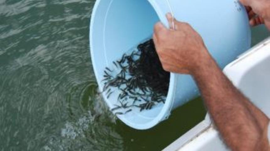 Zinav G&ouml;l&uuml;'ne 60 Bin Yavru Alabalık