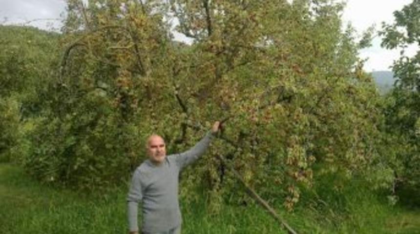 Şenköy'de Onlarca Kızılcık Ağacı Kurumaya Terk Edildi