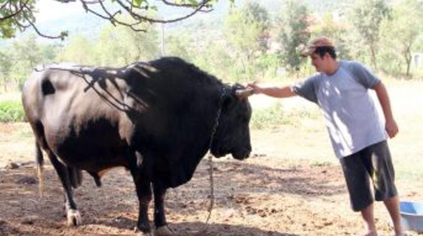 Ege B&ouml;lgesi Boğa G&uuml;reşlerine Hazırlanıyor