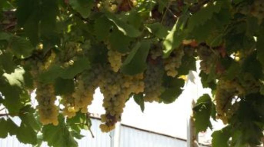 Organik Kent Nazilli