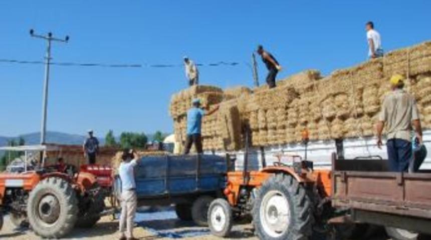 Karaborsaya D&uuml;şen Saman, Tırlarla Satılmaya Başladı