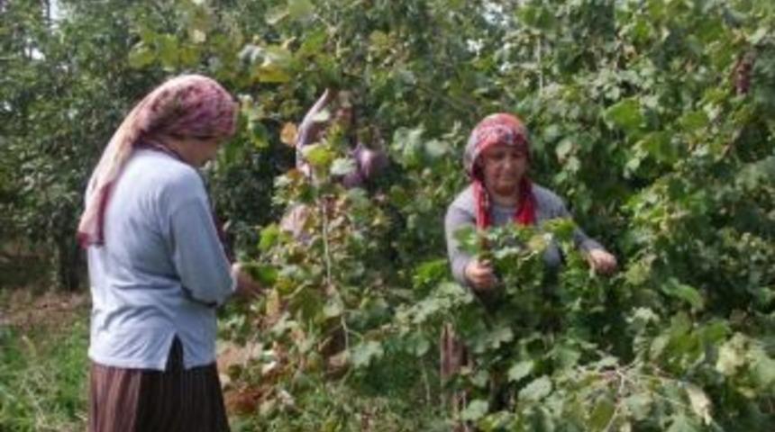 Alaplı'da organik fındık hasadı