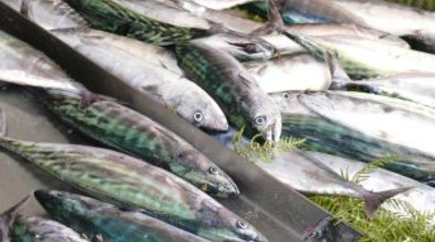 &Ccedil;atalzeytin&rsquo;de Palamut Sezonu A&ccedil;ıldı