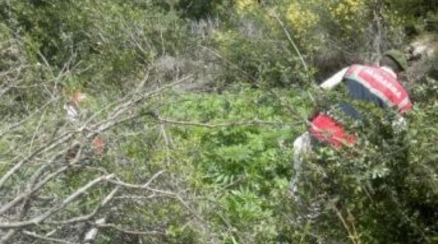 Altıntaş&rsquo;ta Esrar Ve Kubar Ele Ge&ccedil;irildi