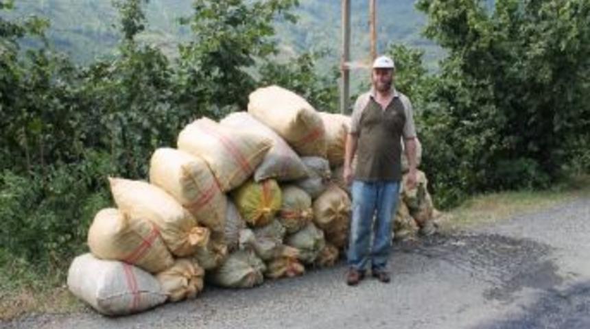 Fındık Maliyetinin Altında