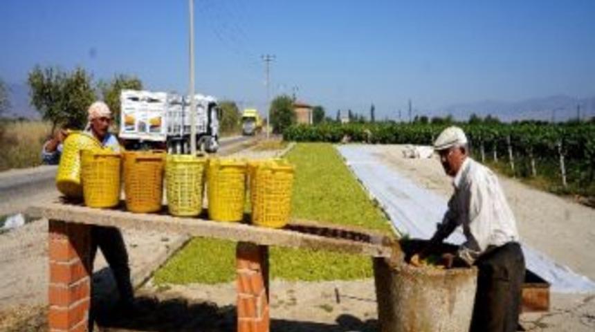 Sarıg&ouml;l&rsquo;de &Uuml;z&uuml;m Hasadına Başlandı