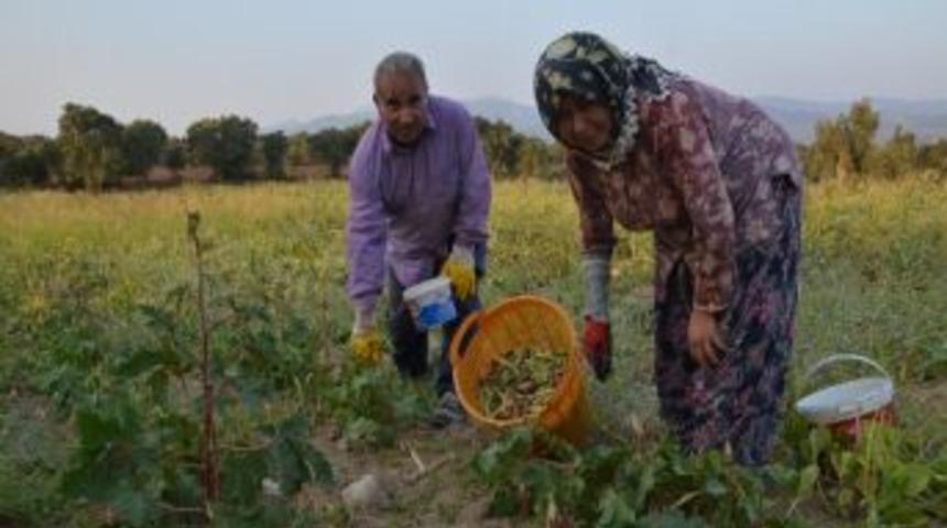 Bamya Hak Ettiği Değeri Bulamıyor