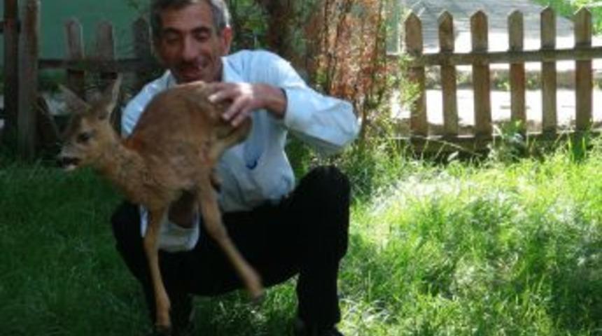 K&ouml;yl&uuml;lerin K&ouml;peklerden Kurtardığı Karaca Ilgi Odağı Oldu