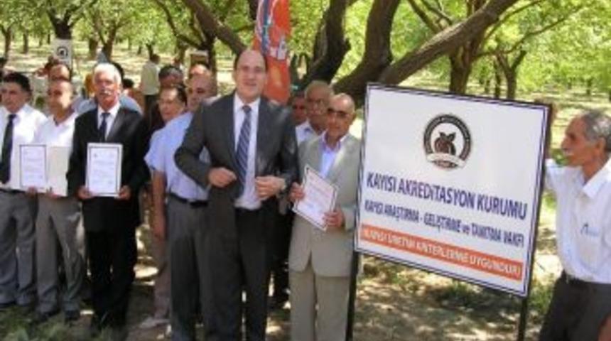 Kayısı Uygunluk Belgesi D&uuml;zenlenen T&ouml;renle Verilmeye Başlandı