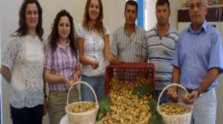 Aydın Ticaret Borsası Sezonun İlk İncirini Aldı
