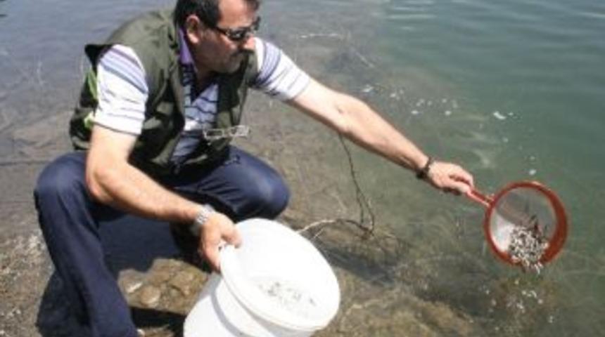 İki Baraja 100 Bin Yavru Alabalık Salındı