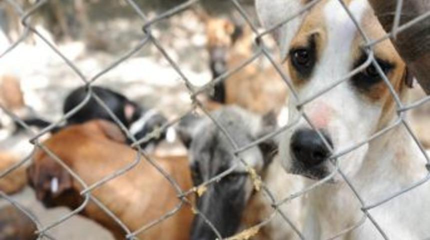 Sokak Hayvanlarına Doğal Yaşam Alanı