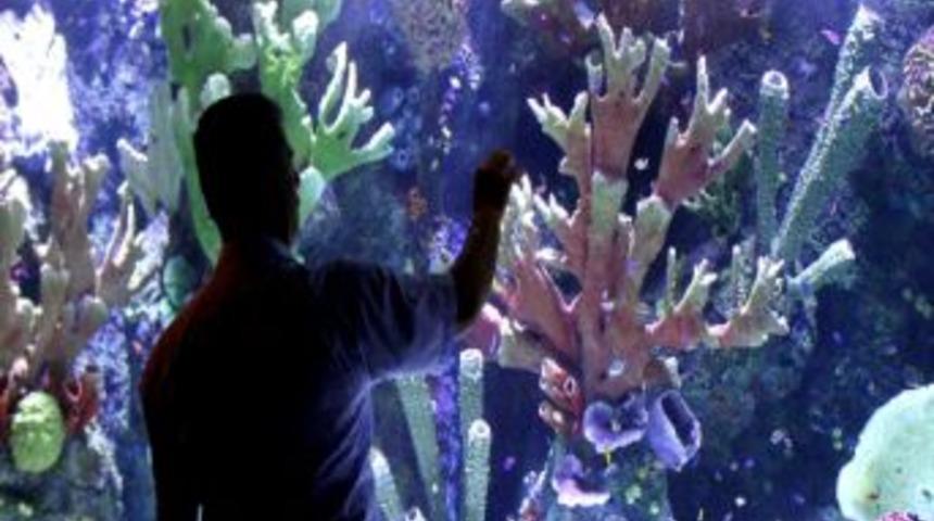 Dev Akvaryum Kapılarını Ziyaret&ccedil;ilere A&ccedil;tı