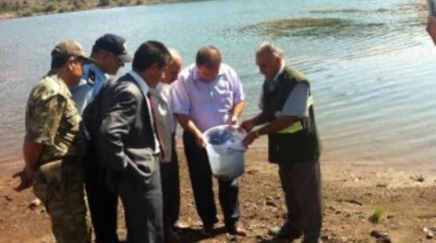 Tosya&rsquo;ya 20 Bin Adet Kırmızı Benekli Alabalık Bırakıldı