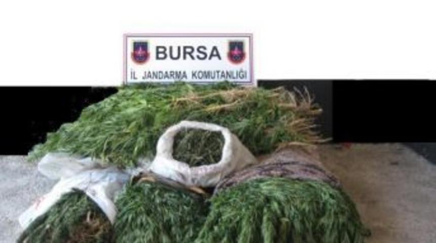 Jandarmadan Uyuşturucu Baskını