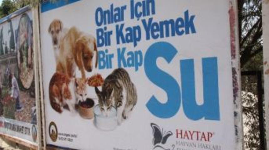 &ldquo;hayvanlar İ&ccedil;in Evlerinizin &Ouml;n&uuml;ne Bir Kap Su Bırakın&rdquo;