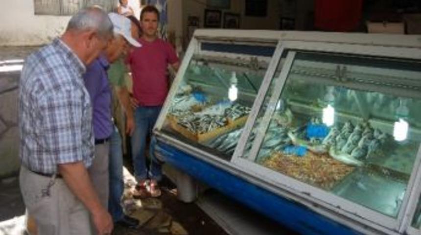 Palamut Y&uuml;z&uuml;n&uuml; G&ouml;sterdi