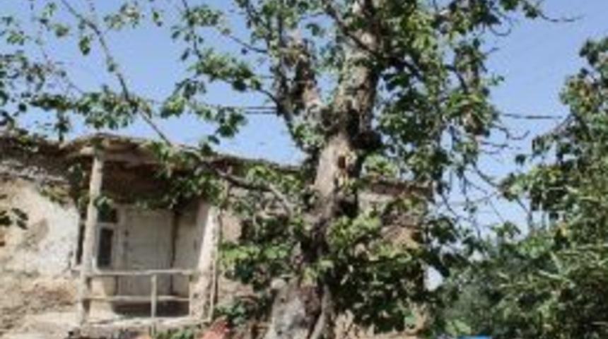 Gevaş'ta Sulama Kanallarının Boru Sistemi İle Kapatılması