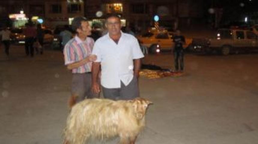 Hakkari'de İlgin&ccedil; Bir İnsan Hayvan İlişkişi