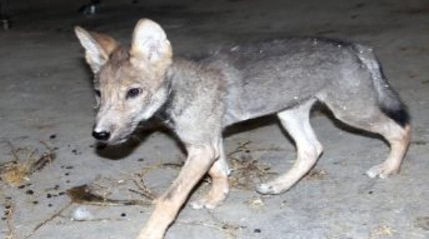 İninden Alınan Yavru Kurt Artık B&uuml;y&uuml;d&uuml;