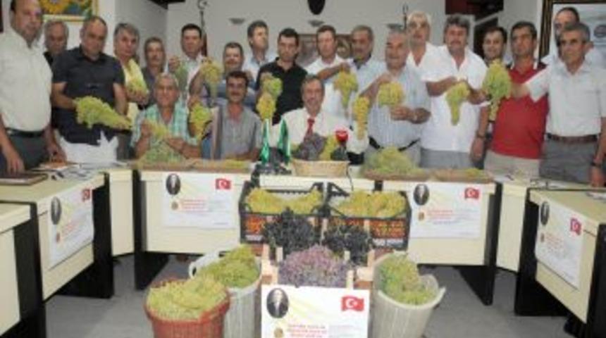Ege B&ouml;lgesi&rsquo;nin 2012 Yılı &Uuml;z&uuml;m Rekoltesi 247 Bin 500 Ton